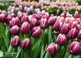 Tulipa Ocean Drive ® (2)